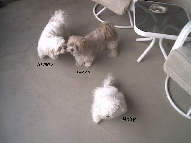 Gizzy,Ashley and Molly